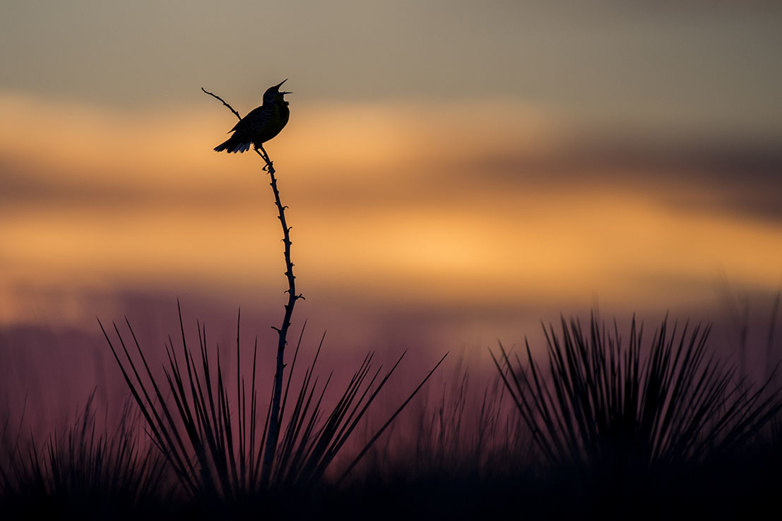 Silhouette of a meadowlark singing on a yucca plant at sunset