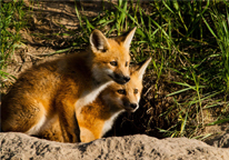 Two fox pups by their den