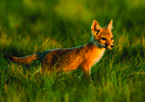 A swift fox pup in a field