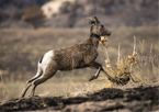 Bighorn ewe with new collar on neck