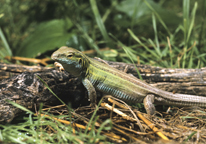 A six-lined race runner in the grass