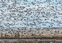 Waterfowl in flight above a wetland