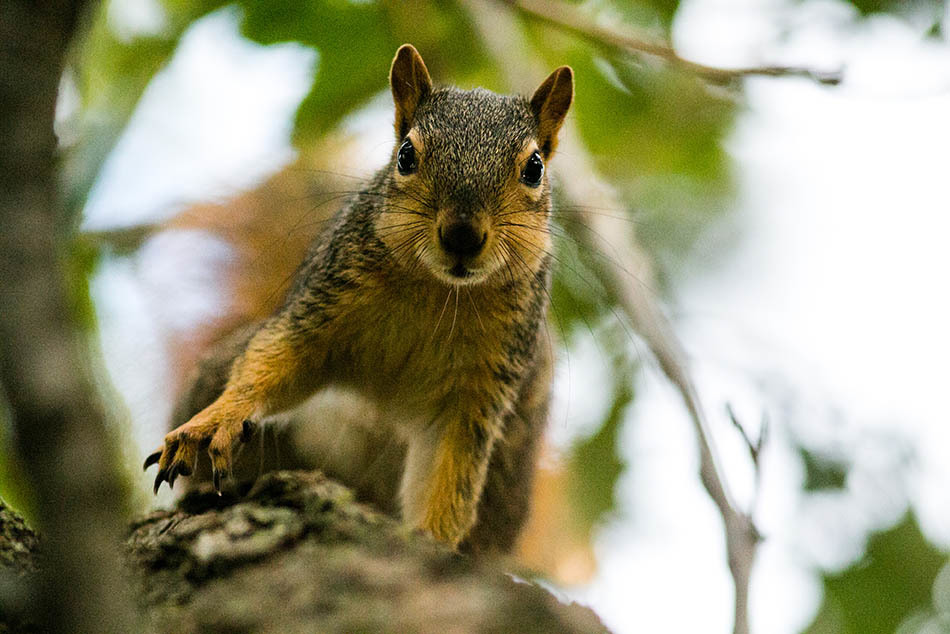 Closeup of an eastern fox squirrel on a branch