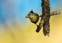 Red crossbill on a branch