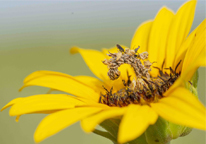 Camouflaged looper on sunflower