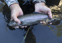 Someone holding a rainbow trout