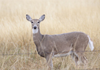 An antlerless deer in a field