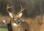 A white-tailed buck