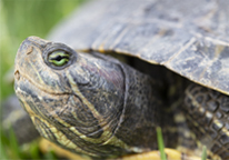 Close up of a red eared slider turtle