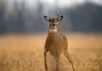 Yearling white-tailed buck in a field