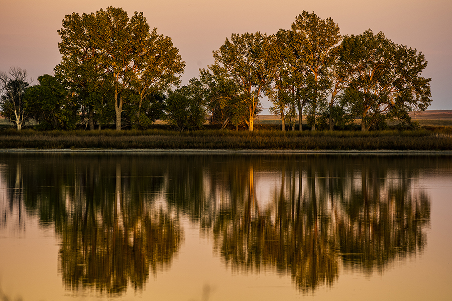 Trees reflecting on the water's surface at sunset.