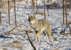 Coyote walking through snowy field