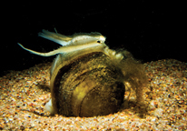 Mating display of plains pocketbook mussels