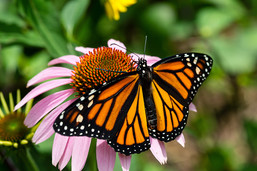 Monarch on a coneflower