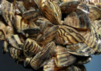 A cluster of zebra mussels