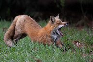 Red fox stretching and yawning