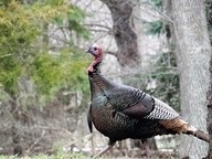 A tom turkey in the woods