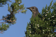 Starling in an eastern red cedar tree