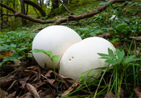 Giant puffball mushroom growing in the woods