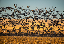 Canada geese and snow geese flying in a field in Scotts Bluff County