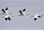 Whooping cranes flying