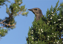 Starling sitting in a red cedar tree