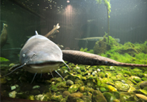 Blue catfish in an aquarium