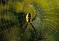 Garden spider on its web