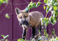 An urban fox with a vole in its mouth