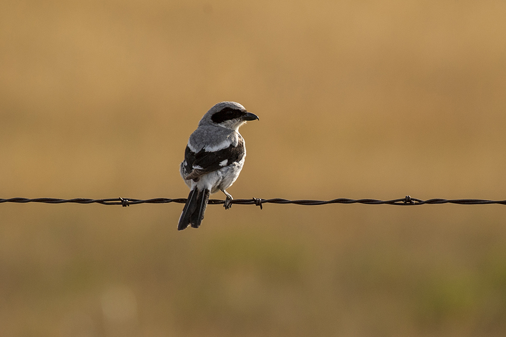 Closeup of loggerhead shrike on a barbed wire fence