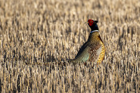 Pheasant in stubble