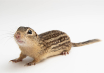 A thirteen-lined ground squirrel on white background