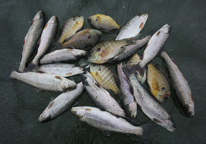 Bluegill and rainbow trout laying on ice