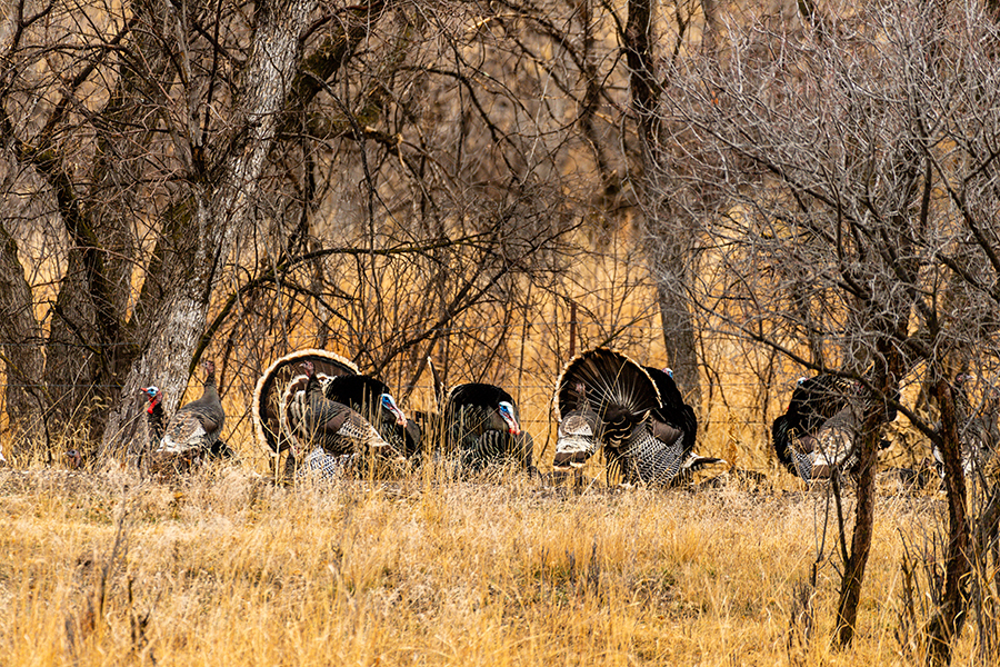 Flock of wild turkeys near trees