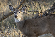 An antlerless deer