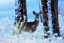 Antlerless deer in snowy woods