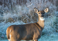 Antlerless deer in snowy background