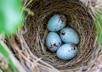 A songbird's cup-shaped nest with eggs in it