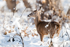 Antlerless deer in snowy field