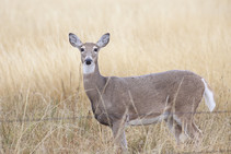 Antlerless deer in a field