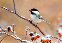 Chickadee on a branch