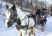 People riding a horse-drawn sleigh at Winterfest.