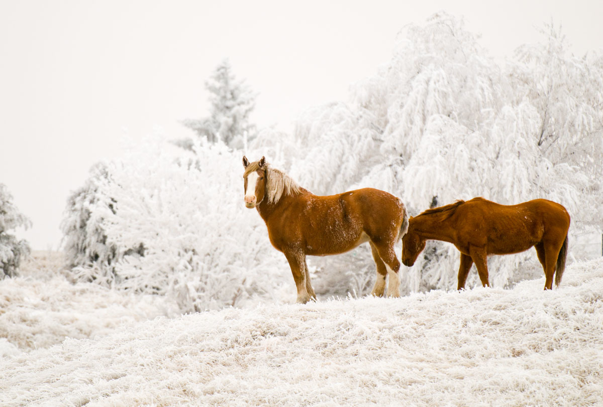 Horses in pasture covered in hoarfrost.