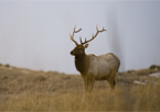 A large elk bull