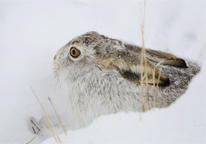 Closeup of a jackrabbit in the snow