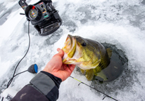 Ice angler holding up a largemouth bass from the ice