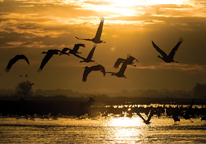 Sandhill cranes in the Platte River at sunset