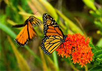 Monarch butterfly on milkweed