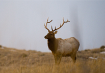 Bull elk in field