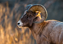 Closeup of bighorn sheep ram